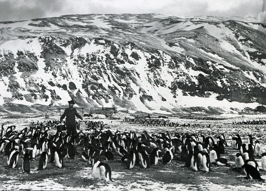Mann med bøtter i åk over skuldrene, i en koloni av pingviner.