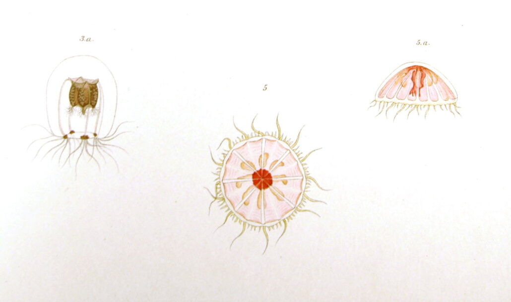 Tegninger av tre små organismer