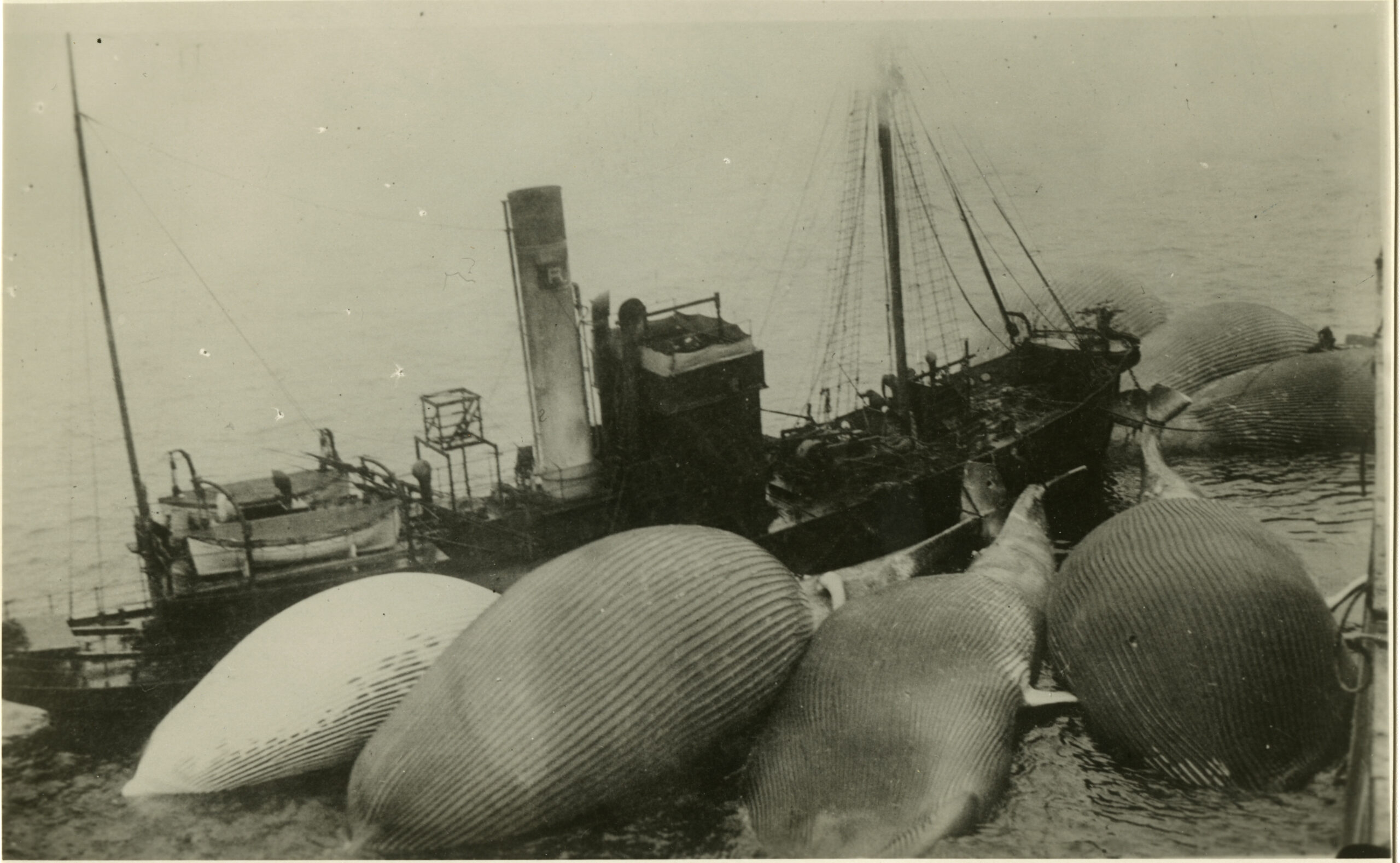 Nr. 04 Jakten på nye hvalfangstfelt 1892–1893