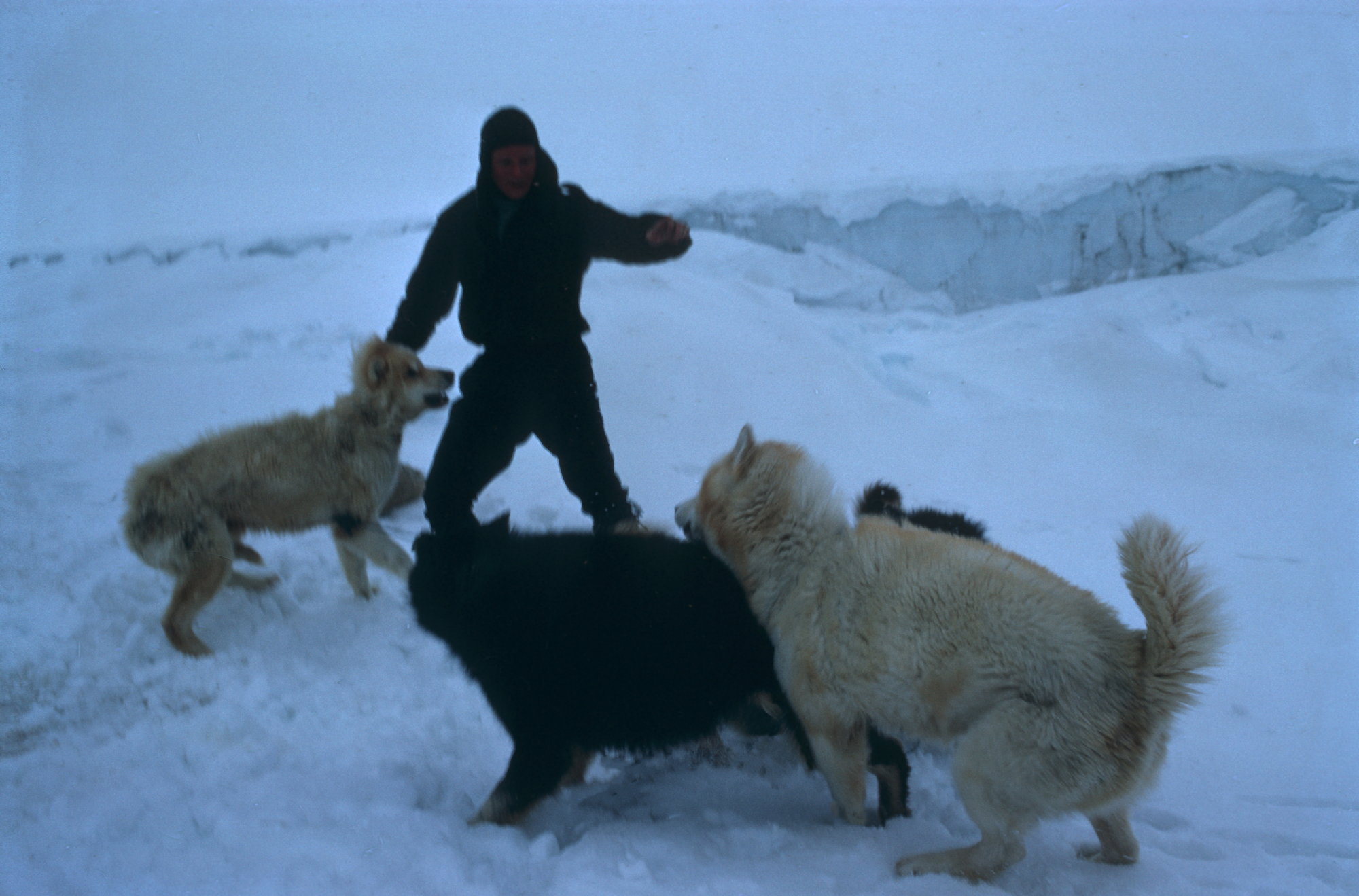 De russiske villhundene på Svalbard